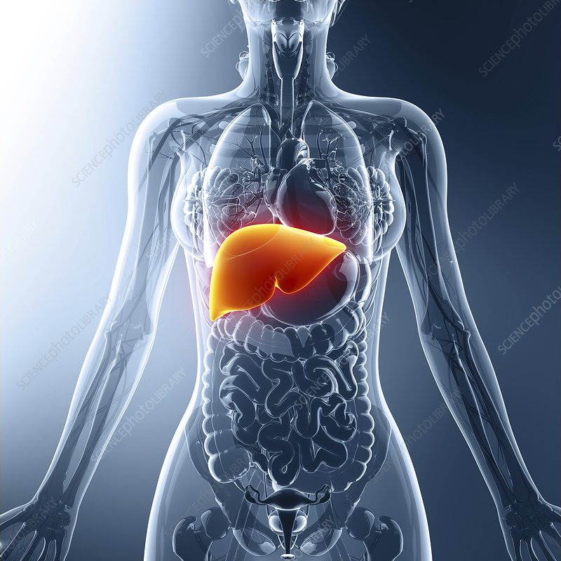 Human liver, artwork Human liver, computer artwork.